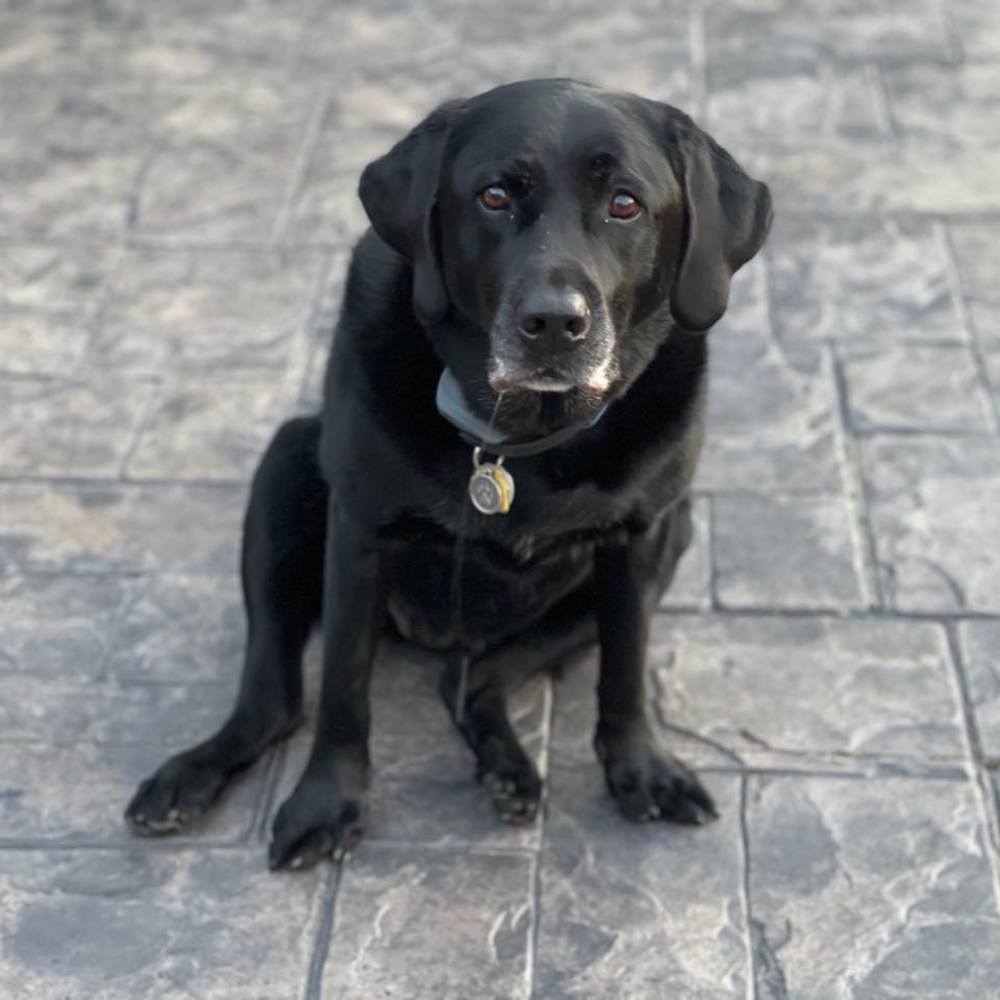 Meet your Posher, Missy